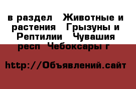  в раздел : Животные и растения » Грызуны и Рептилии . Чувашия респ.,Чебоксары г.